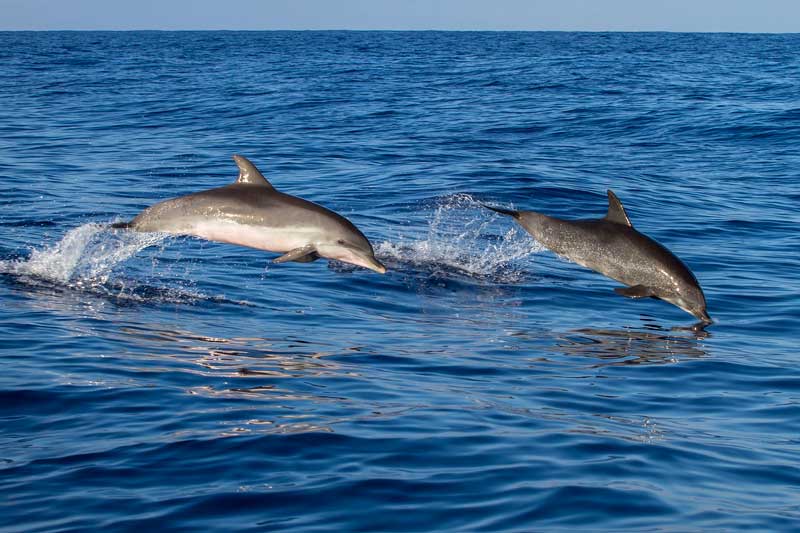 Delfines saltando en una excursión para el avistamiento de cetáceos en Canarias