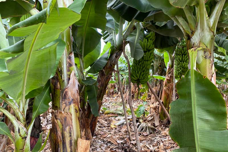 Banana Trees Plantation Museum in Gran Canaria