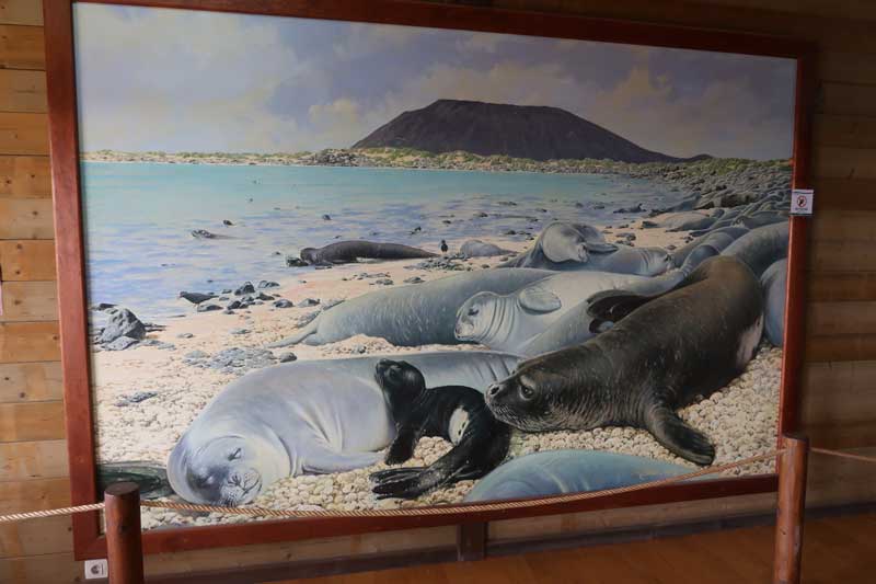 Painting of sea wolves in the Visitor's Centre Museum in Lobos Island